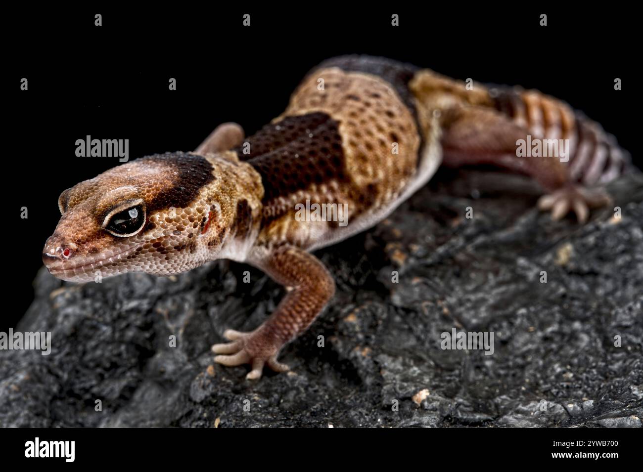 Fat-tail gecko (Hemitheconyx caudicinctus) Stock Photo