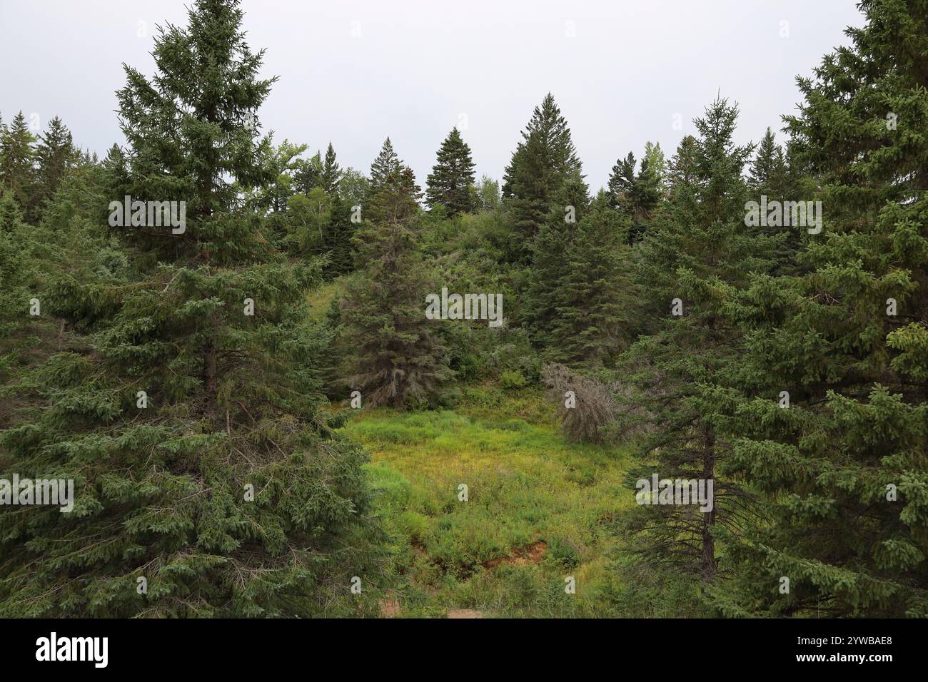 Grassy field pine trees hi res stock photography and images Alamy
