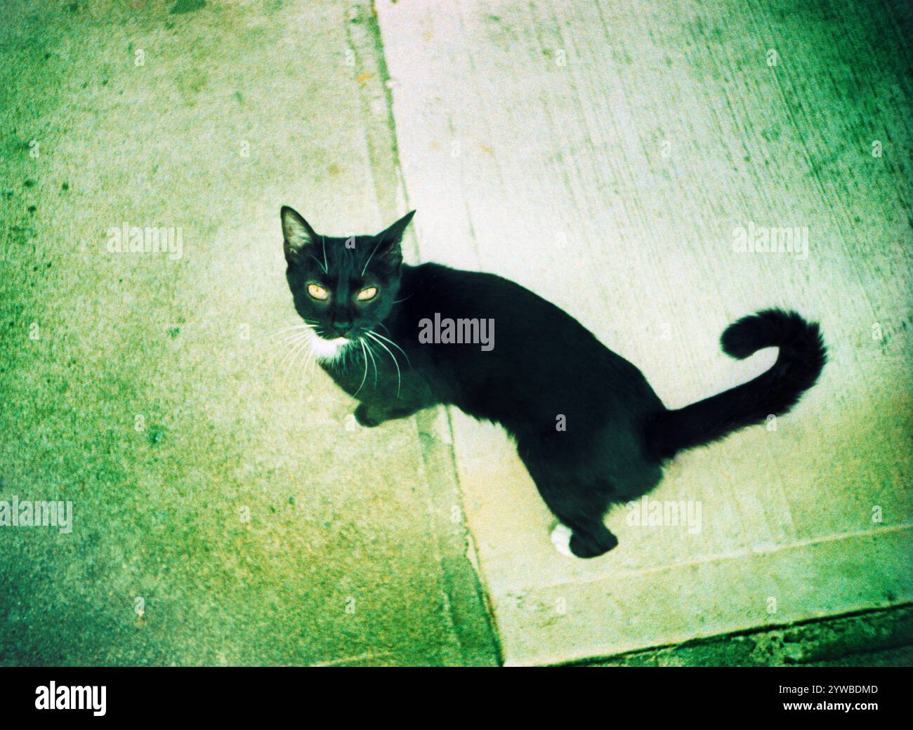 Black cat looking at camera Stock Photo - Alamy