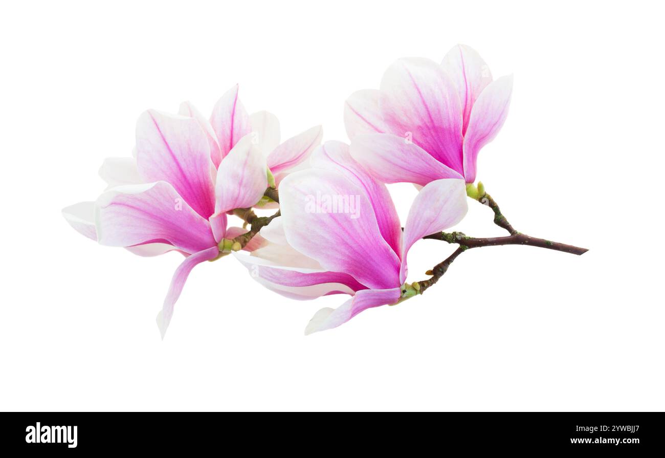 Set of of pink magnolia blossom isolated on white background Stock ...