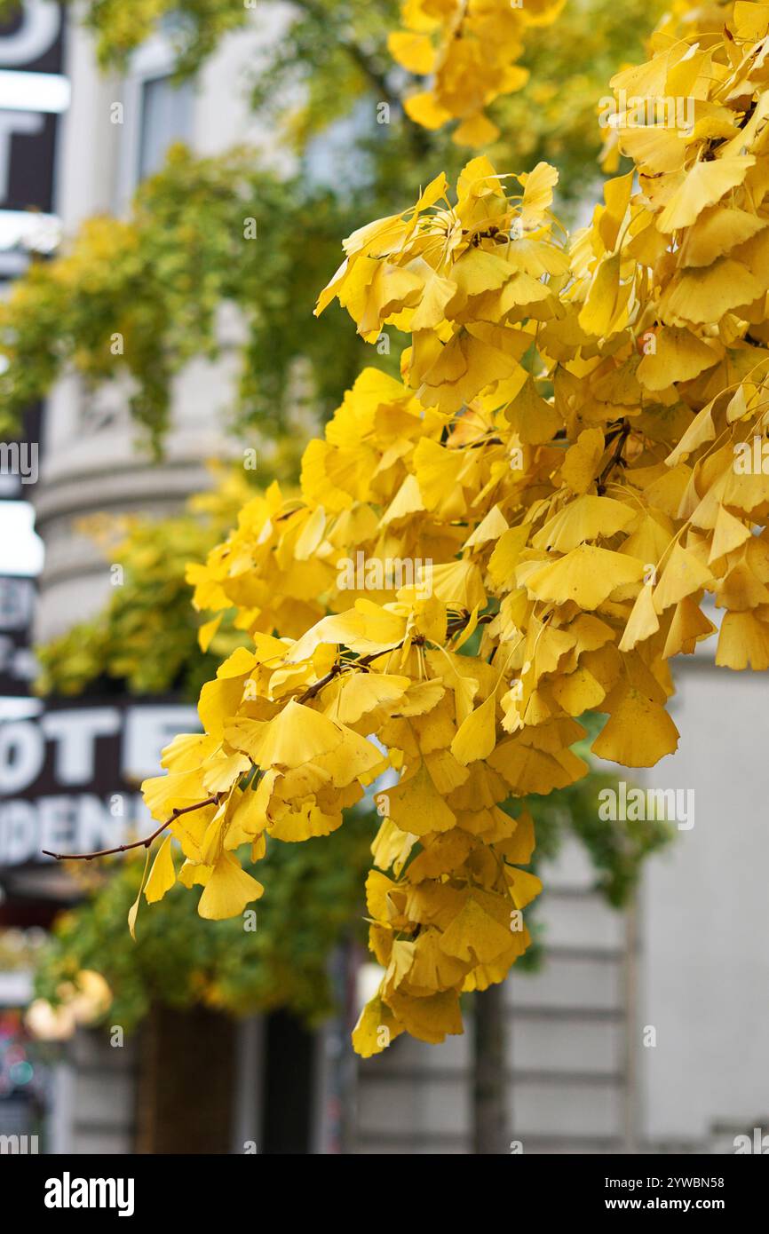 Falling red maple tree leaves hi-res stock photography and images - Alamy