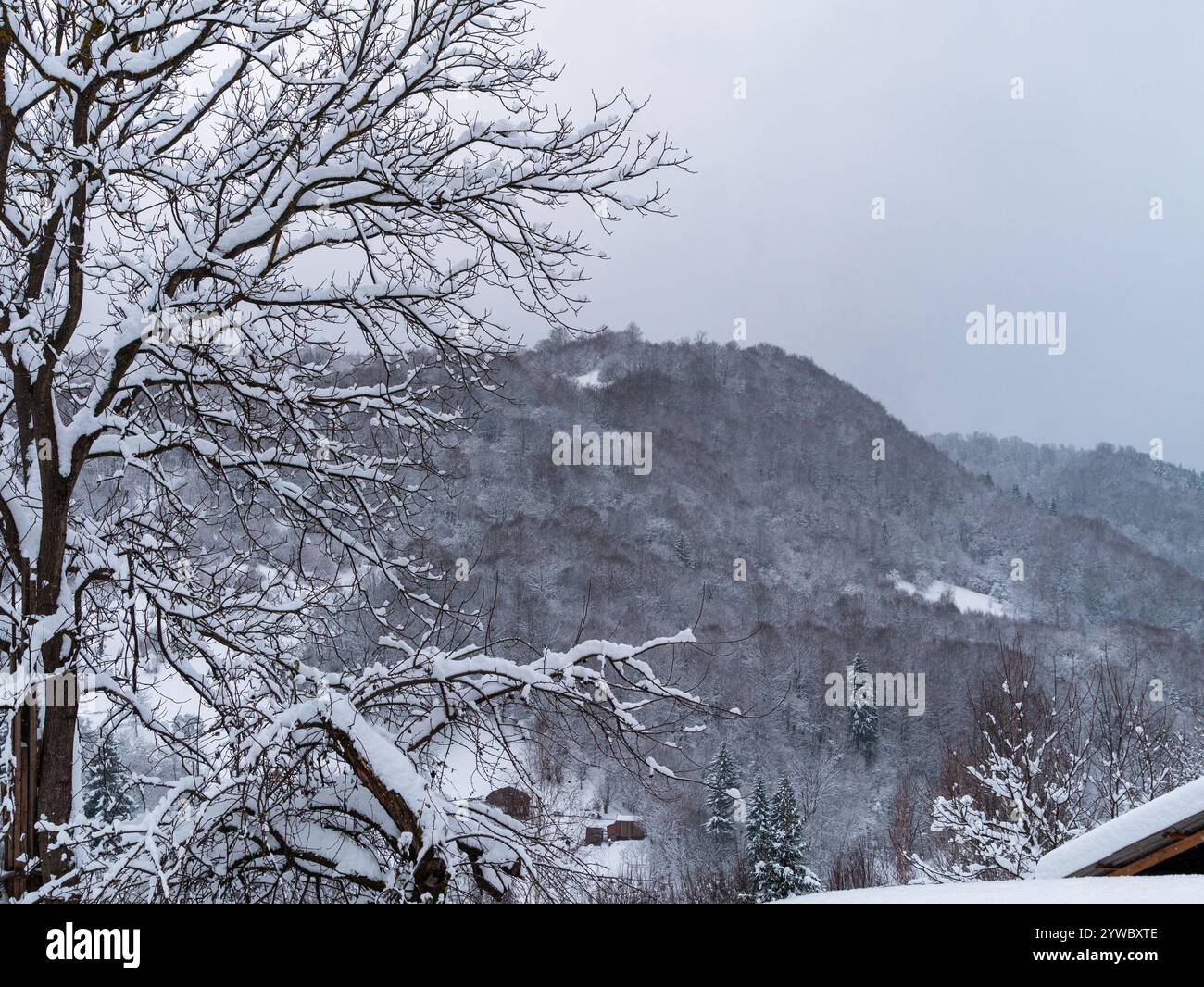 Rustic wooden barn covered with snow. Village in Transcarpathia Ukraine ...