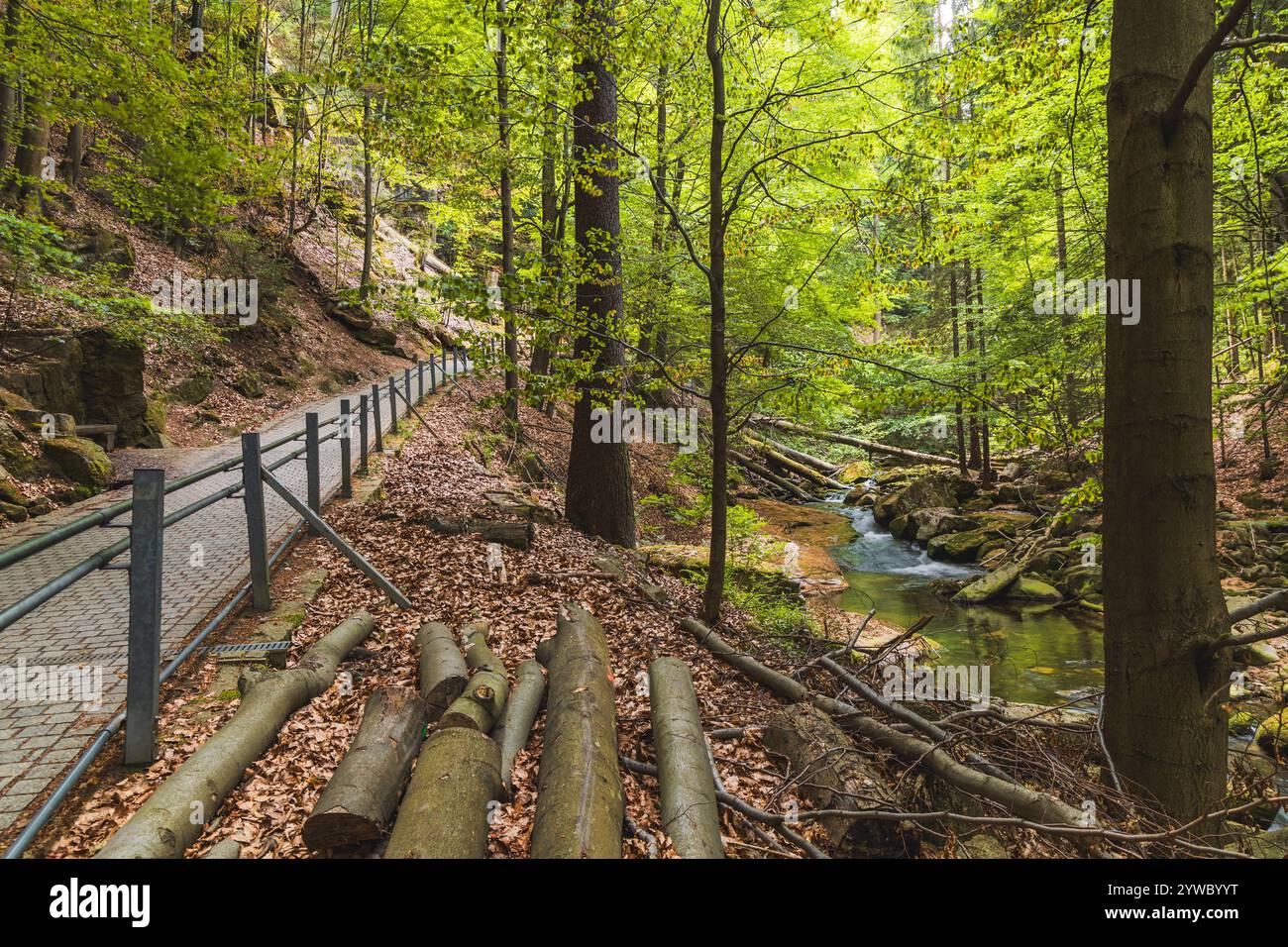 Lush green forest with fallen logs hi-res stock photography and images ...