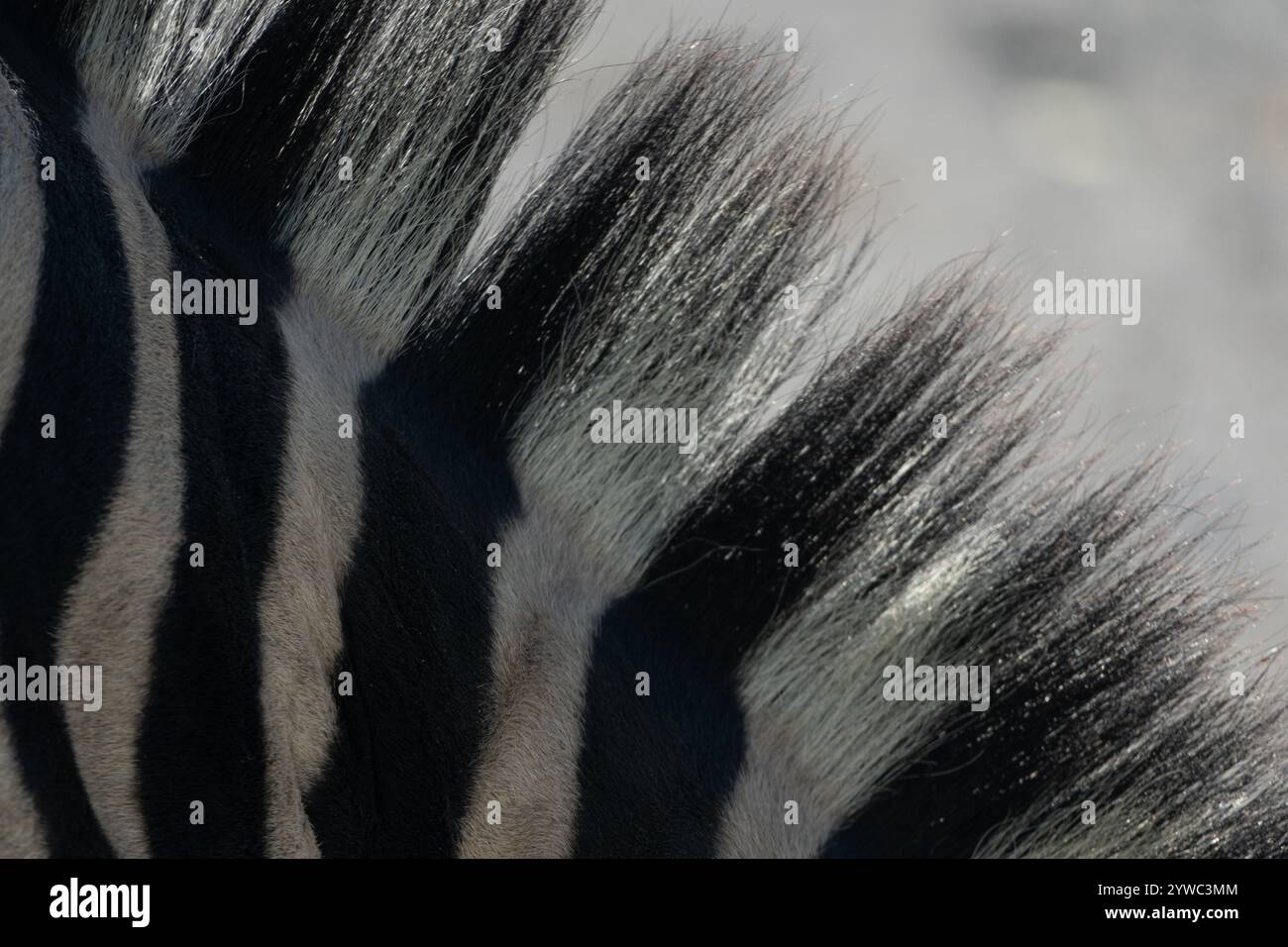 zebra-mane-close-up-africa-wildlife-detailed-texture-of-a-zebra-s-mane