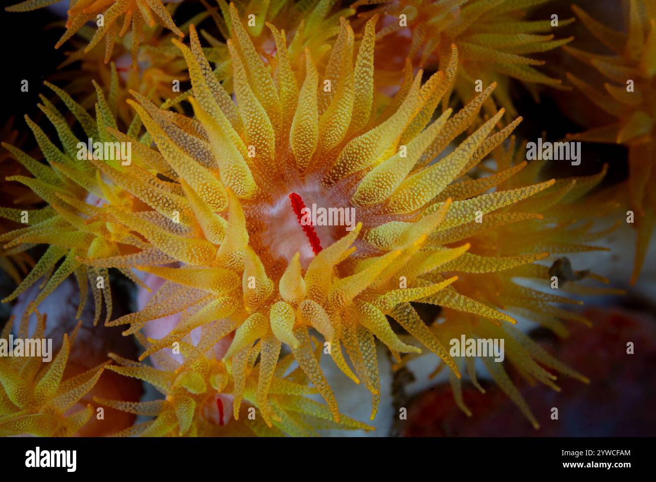 Cup corals, Tubastrea coccinea, grow on a reef wall in Lembeh Strait, Indonesia. These colorful coral polyps capture plankton with their tentacles. Stock Photo