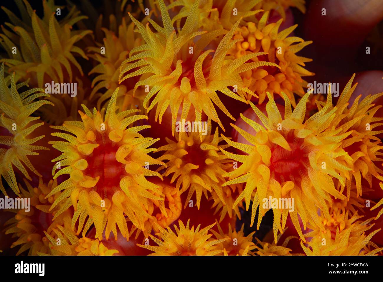 Cup corals, Tubastrea coccinea, grow on a reef wall in Lembeh Strait, Indonesia. These colorful coral polyps capture plankton with their tentacles. Stock Photo