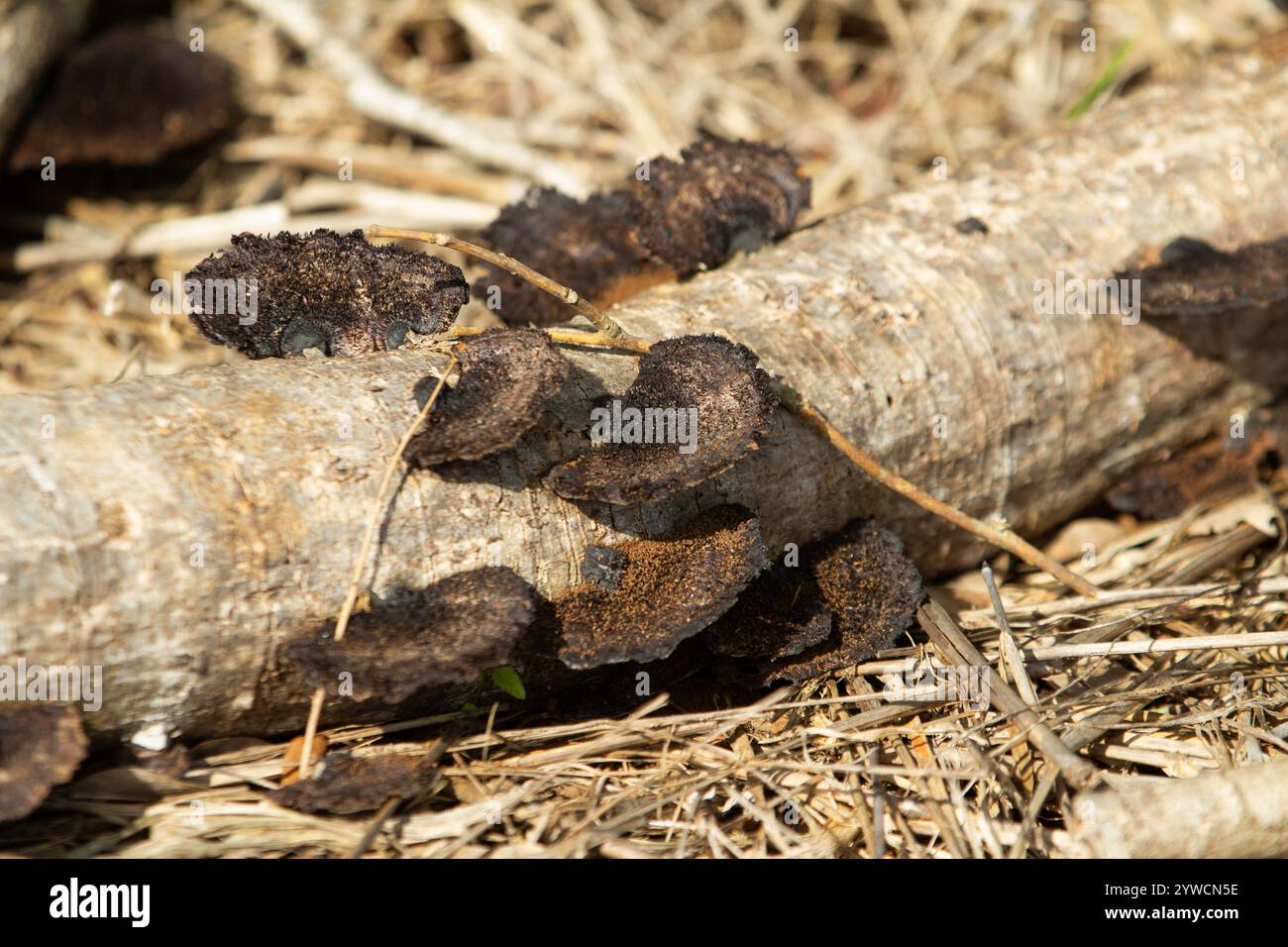 Goiania, Goias, Brazil – December 07, 2024: A dry tree trunk, fallen to the ground, full of 'wood ear' fungi amidst the dry grass. Stock Photo