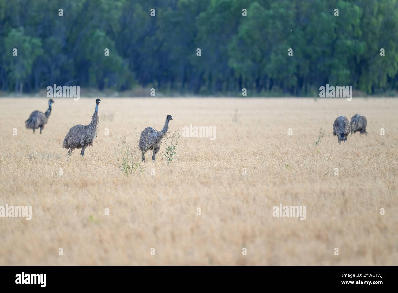 Rural fauna hi-res stock photography and images - Alamy