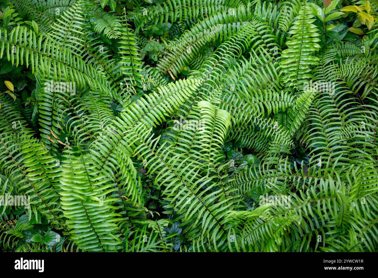 Backdrop of lush ferns hi-res stock photography and images - Alamy