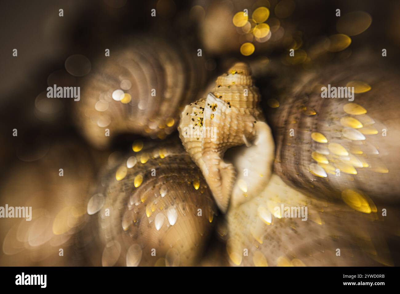 Sea shells pattern for design. Seashells for summer advertising. Marine ...