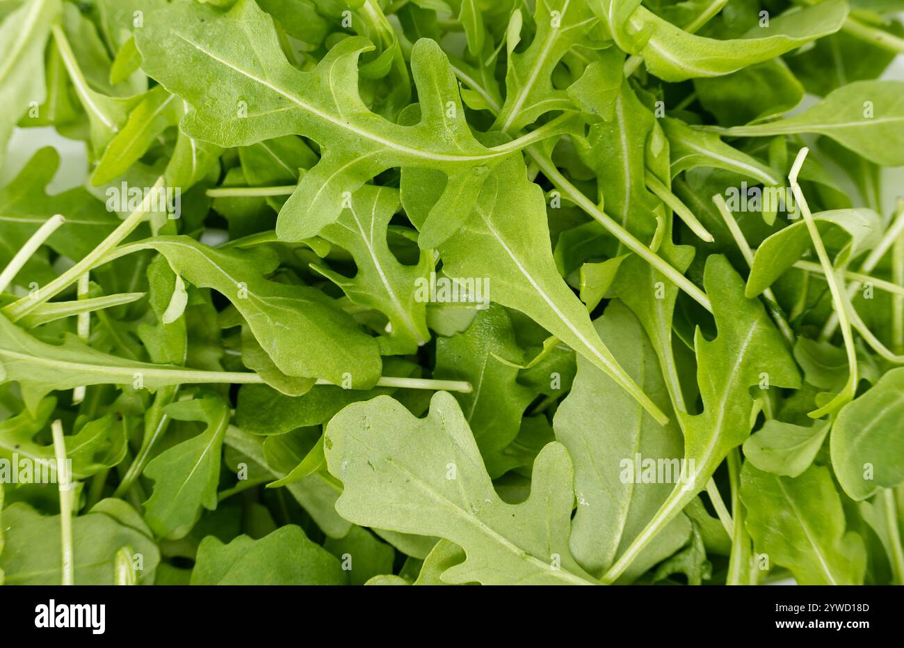 Vibrant green arugula leaves perfect for salads, enhancing your dishes with a peppery flavor and healthy nutrition. Stock Photo