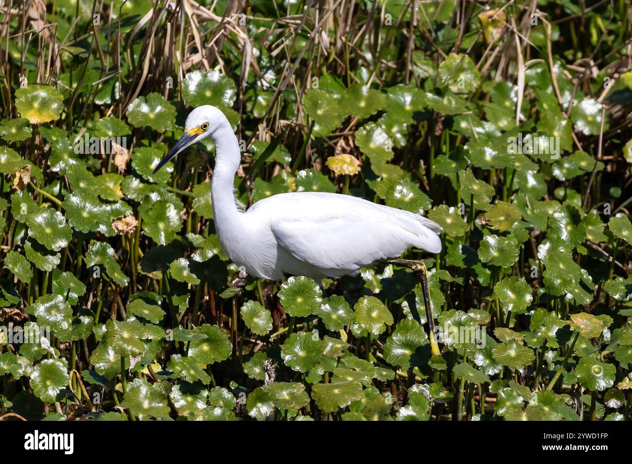 Snowy egret (Egretta thula) walking through a field of pennywort. At Lake Apopke, Florida. Stock Photo