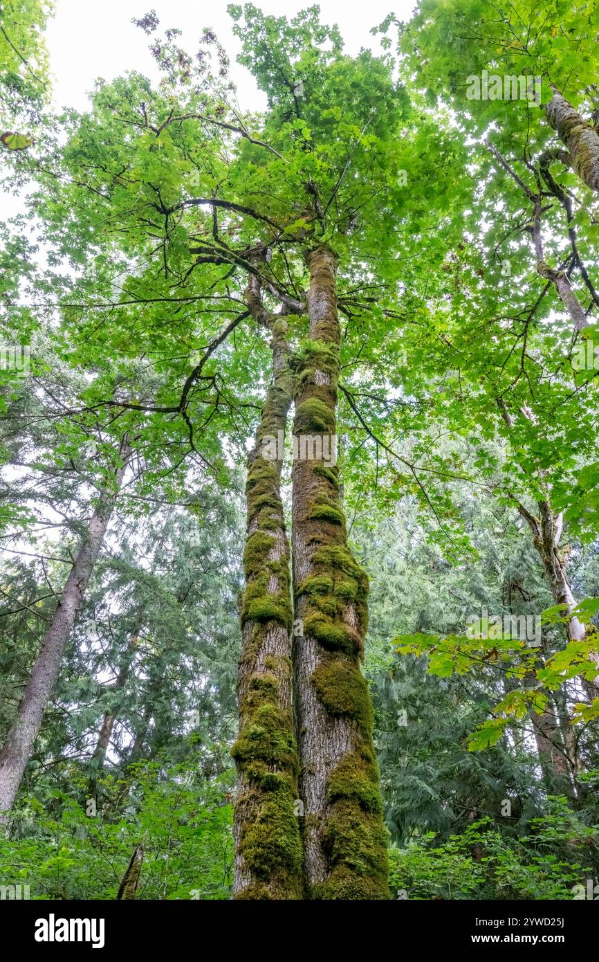 Bigleaf maple tree hi-res stock photography and images - Alamy