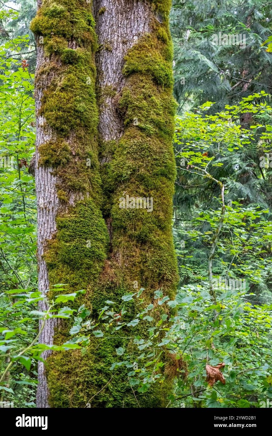 Bigleaf maple tree hi-res stock photography and images - Alamy