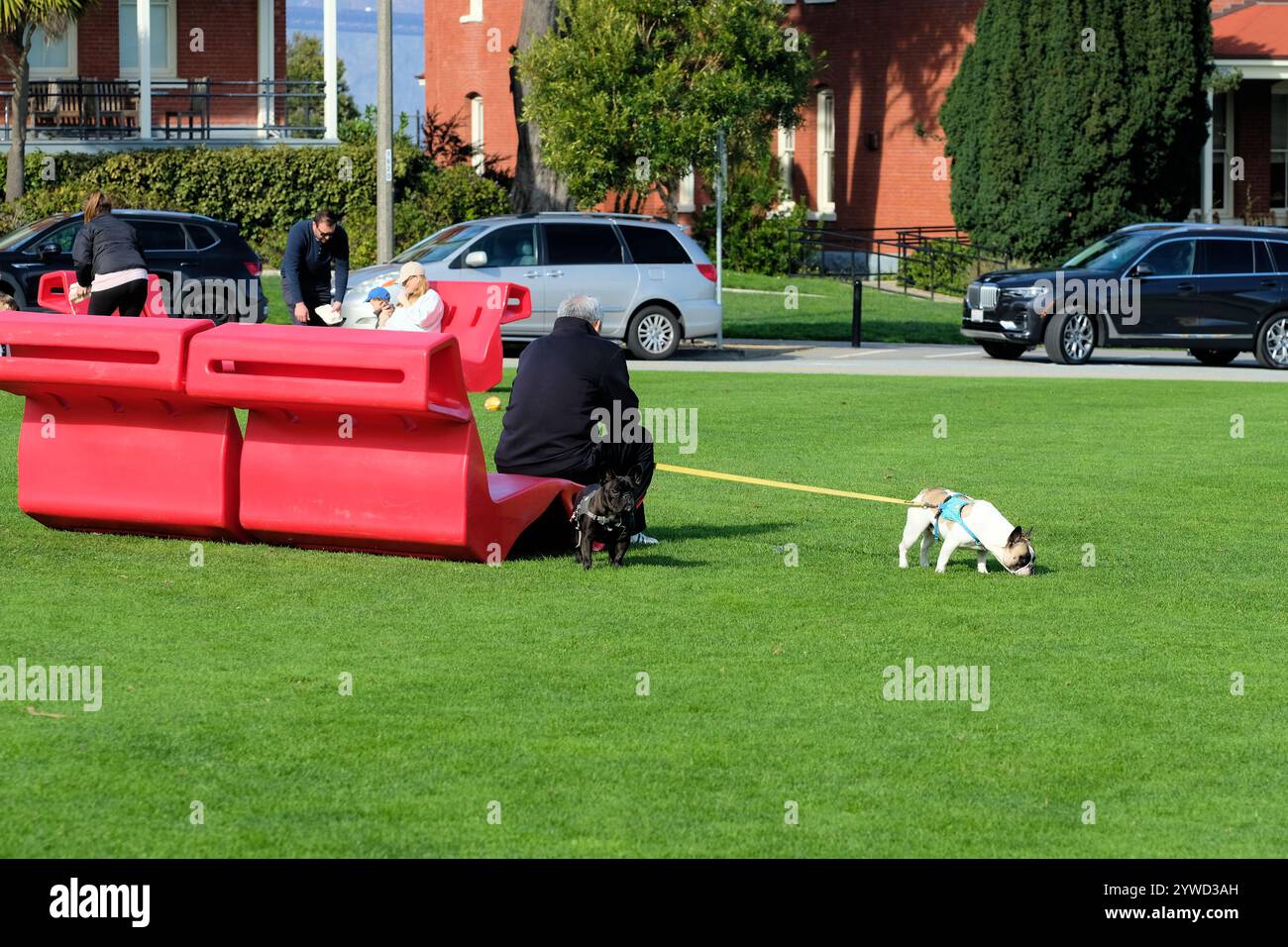 Pair of French Bulldogs with one pulling on the leash while the pet owner sits on a red share chair; Presidio, San Francisco, California. Stock Photo
