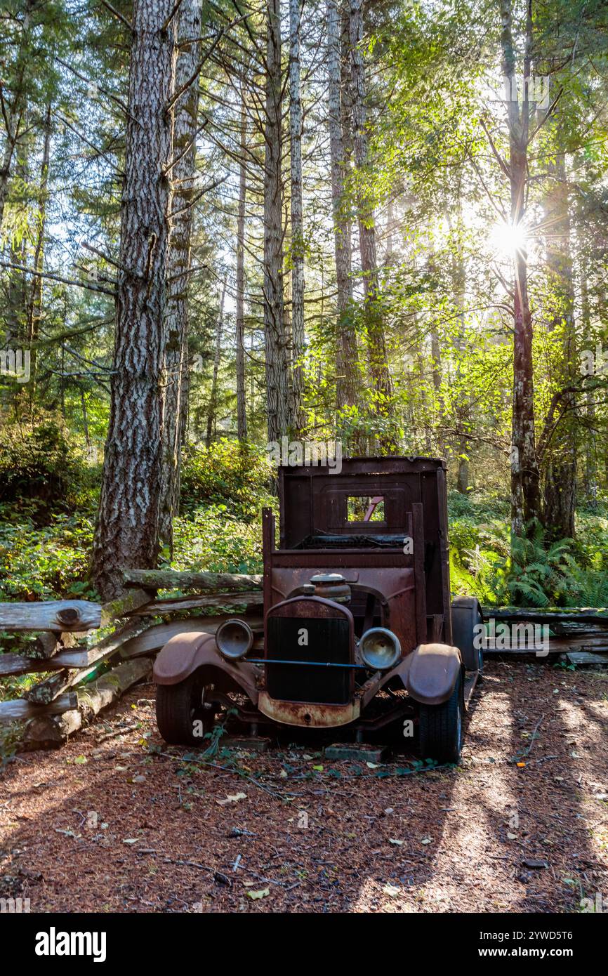 An old truck is parked in a forest. The sun is shining on it, making it ...