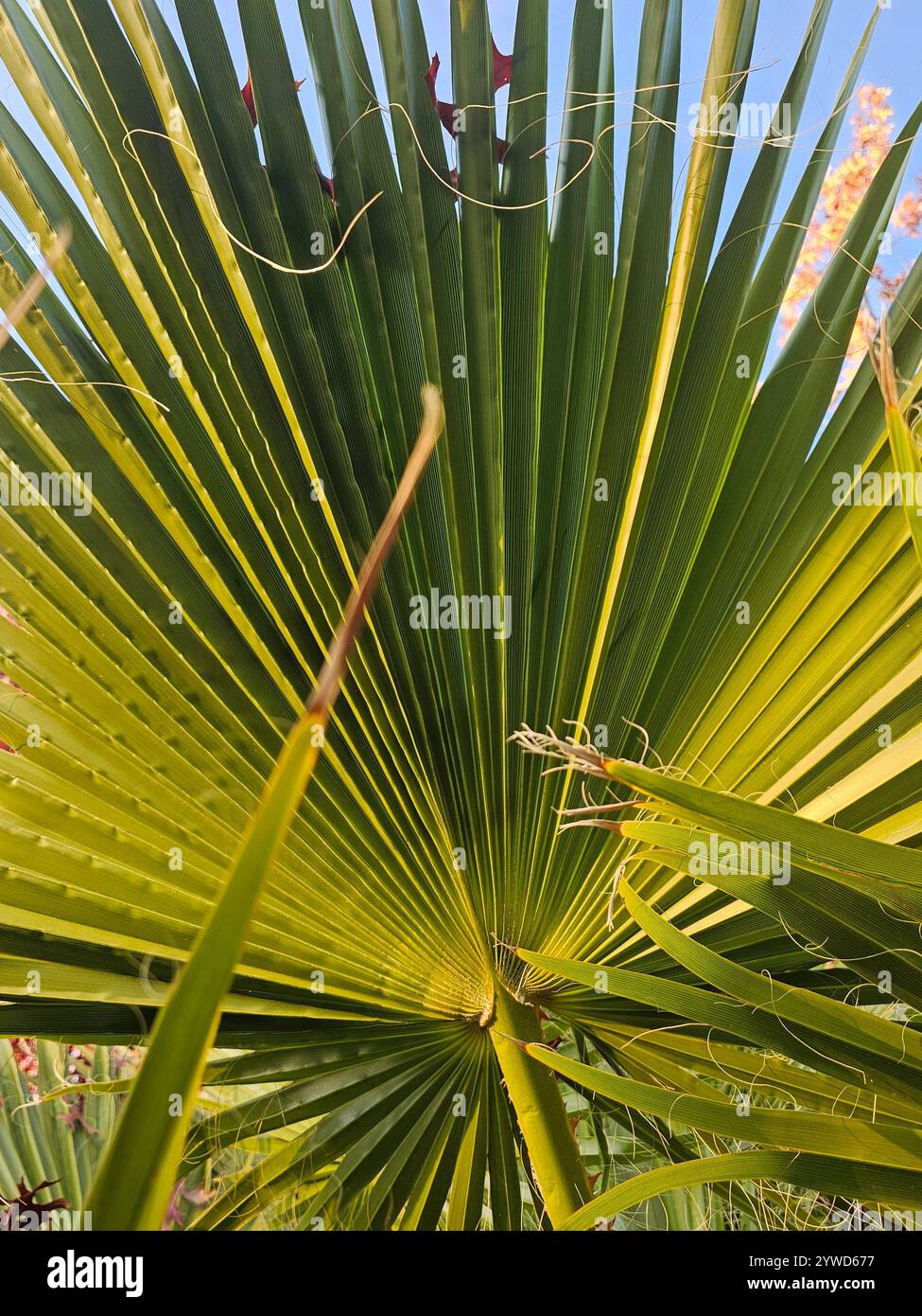Close-up views of green palm leaves illuminated by sunlight, highlighting their texture and structure, with autumn trees in the background. - Smartphone Captured Stock Image