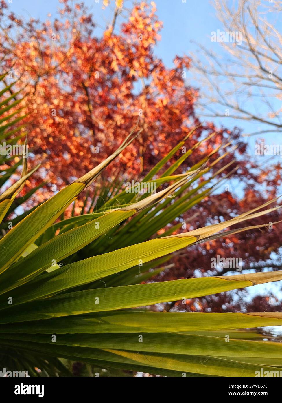 Close-up views of green palm leaves illuminated by sunlight, highlighting their texture and structure, with autumn trees in the background. - Smartphone Captured Stock Image