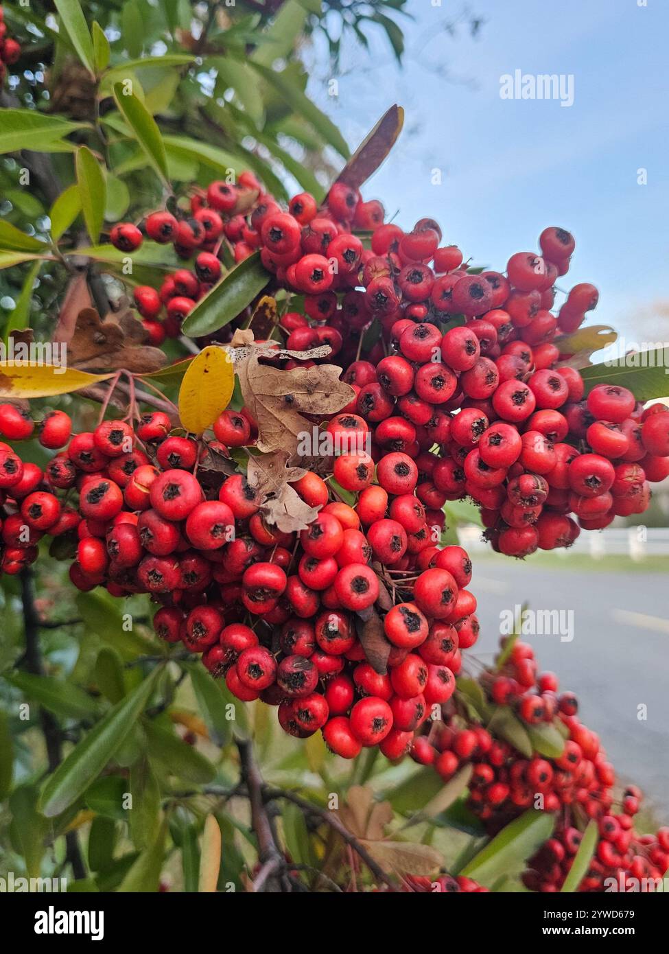 Bright red berries clustered on a branch with green leaves, captured in natural light, showcasing the vibrant beauty of nature in autumn. - Smartphone Captured Stock Image