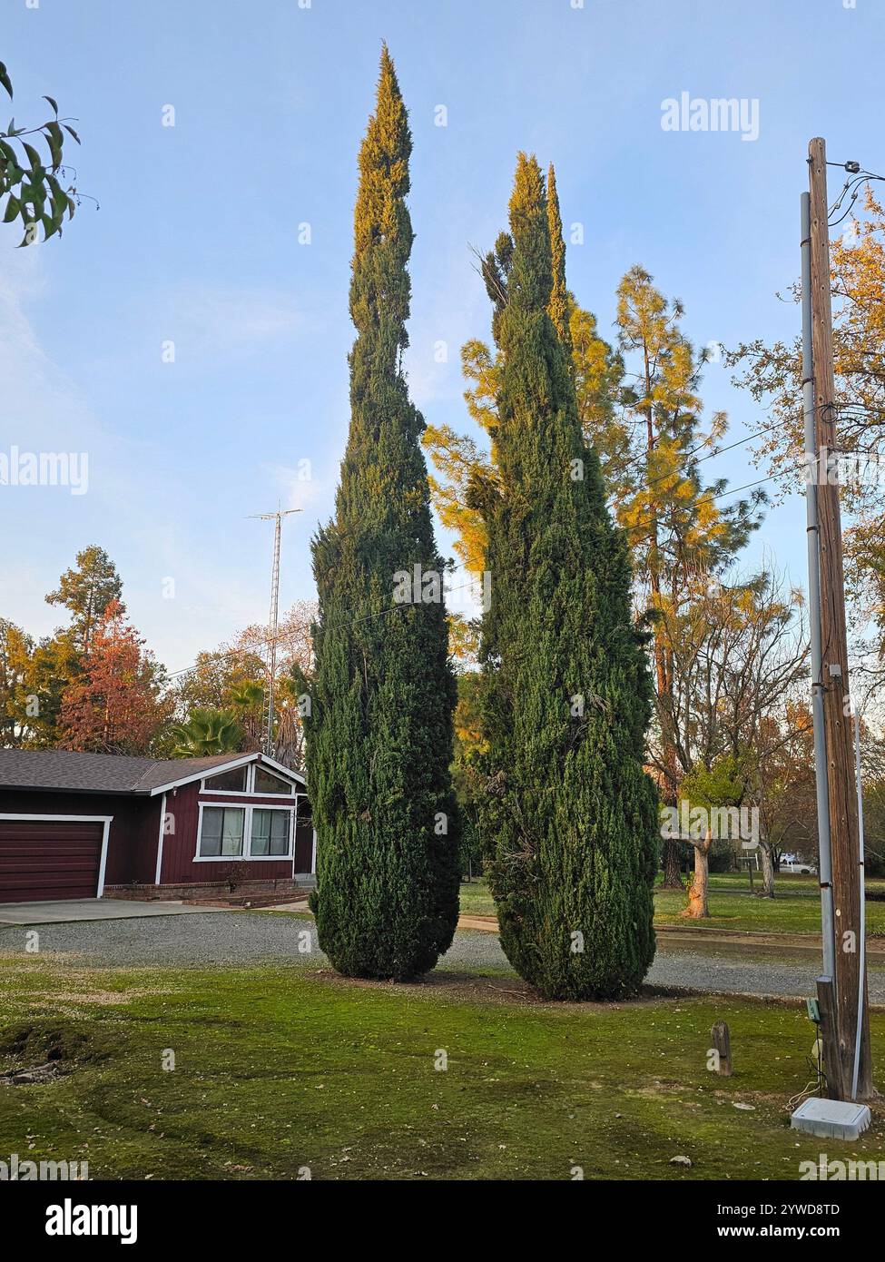 Two tall cypress trees standing next to a red suburban house under a clear blue sky, surrounded by greenery and autumn colors. - Smartphone Captured Stock Image