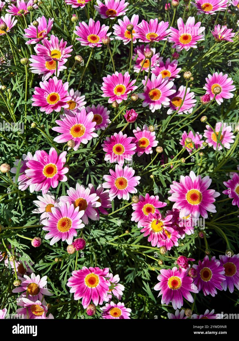 Pink Yellow White Daisy Daisies with Green Grass Background - Smartphone Captured Stock Image