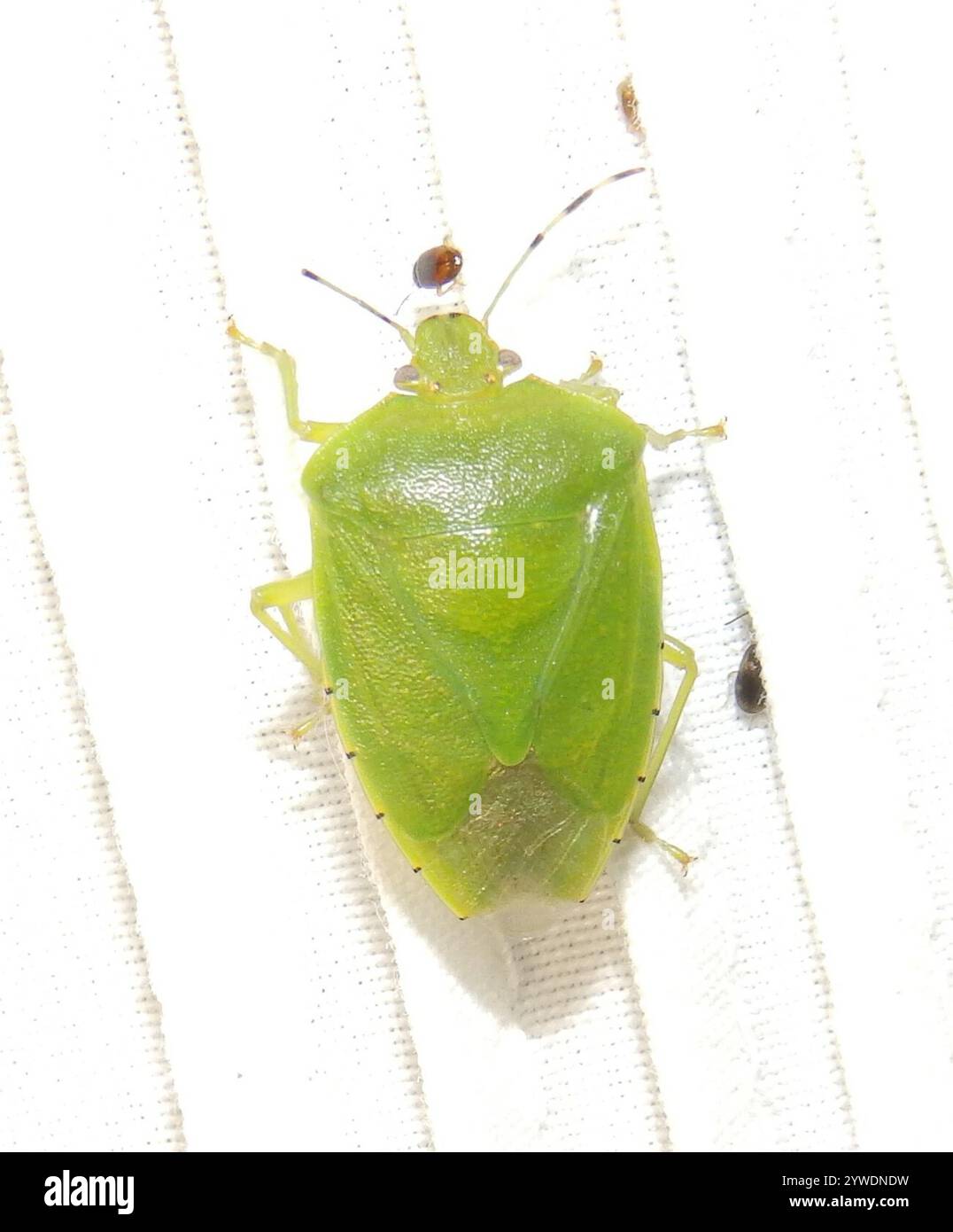 Green Stink Bug (Chinavia hilaris Stock Photo - Alamy