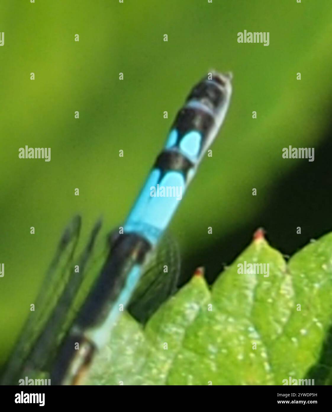 Azure Bluet (Enallagma aspersum Stock Photo - Alamy