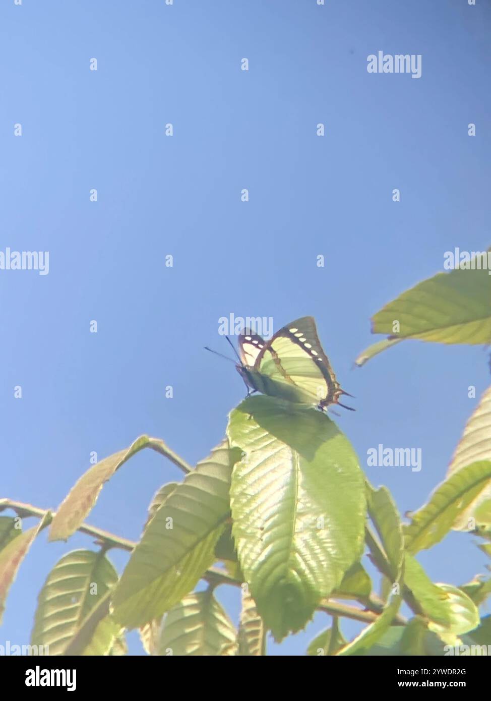 Stately Nawab (Polyura dolon Stock Photo - Alamy