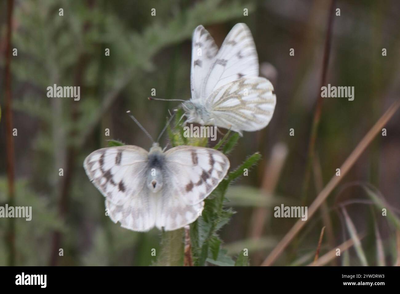 Western White (Pontia occidentalis Stock Photo - Alamy