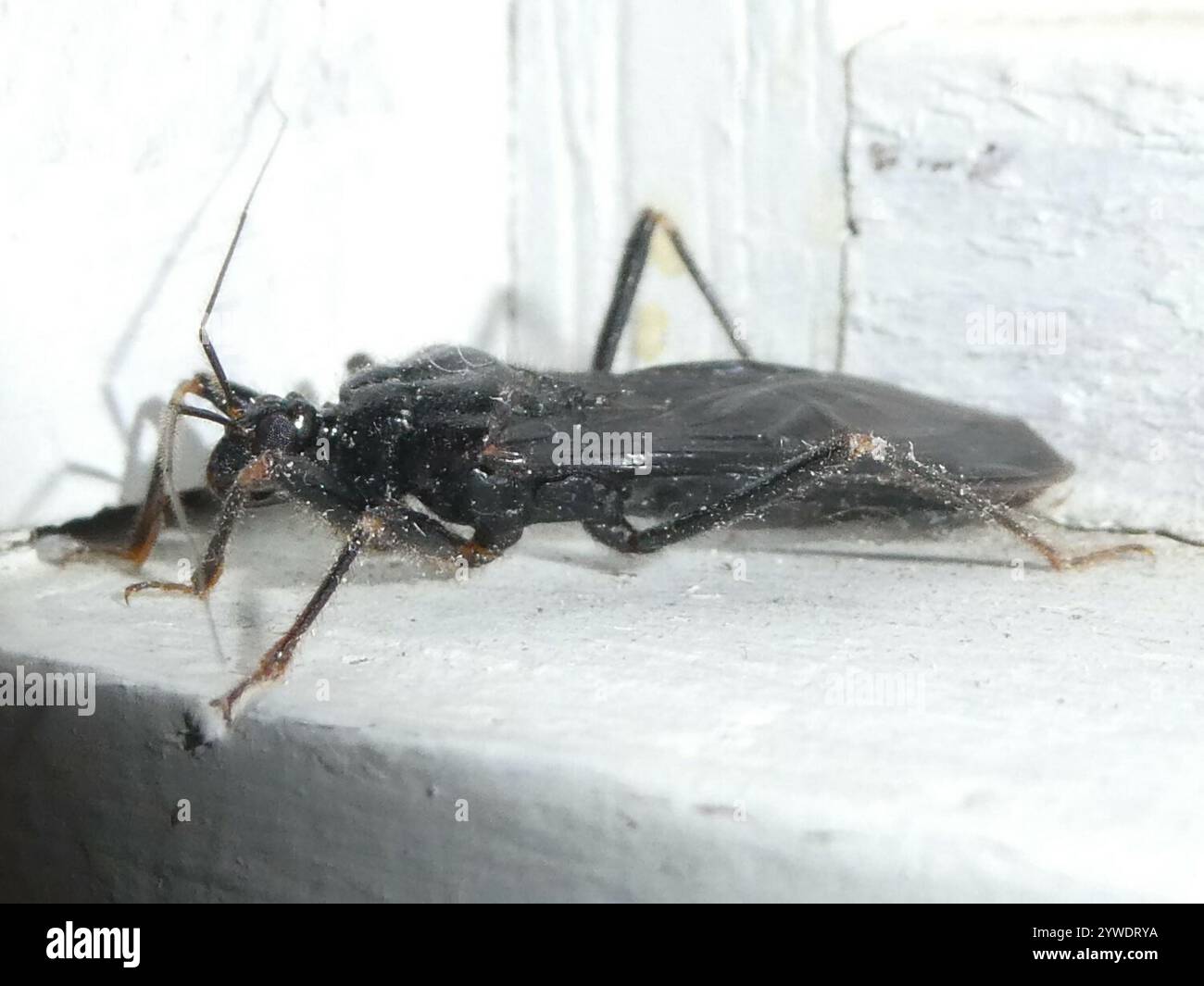Masked Hunter (Reduvius personatus Stock Photo - Alamy