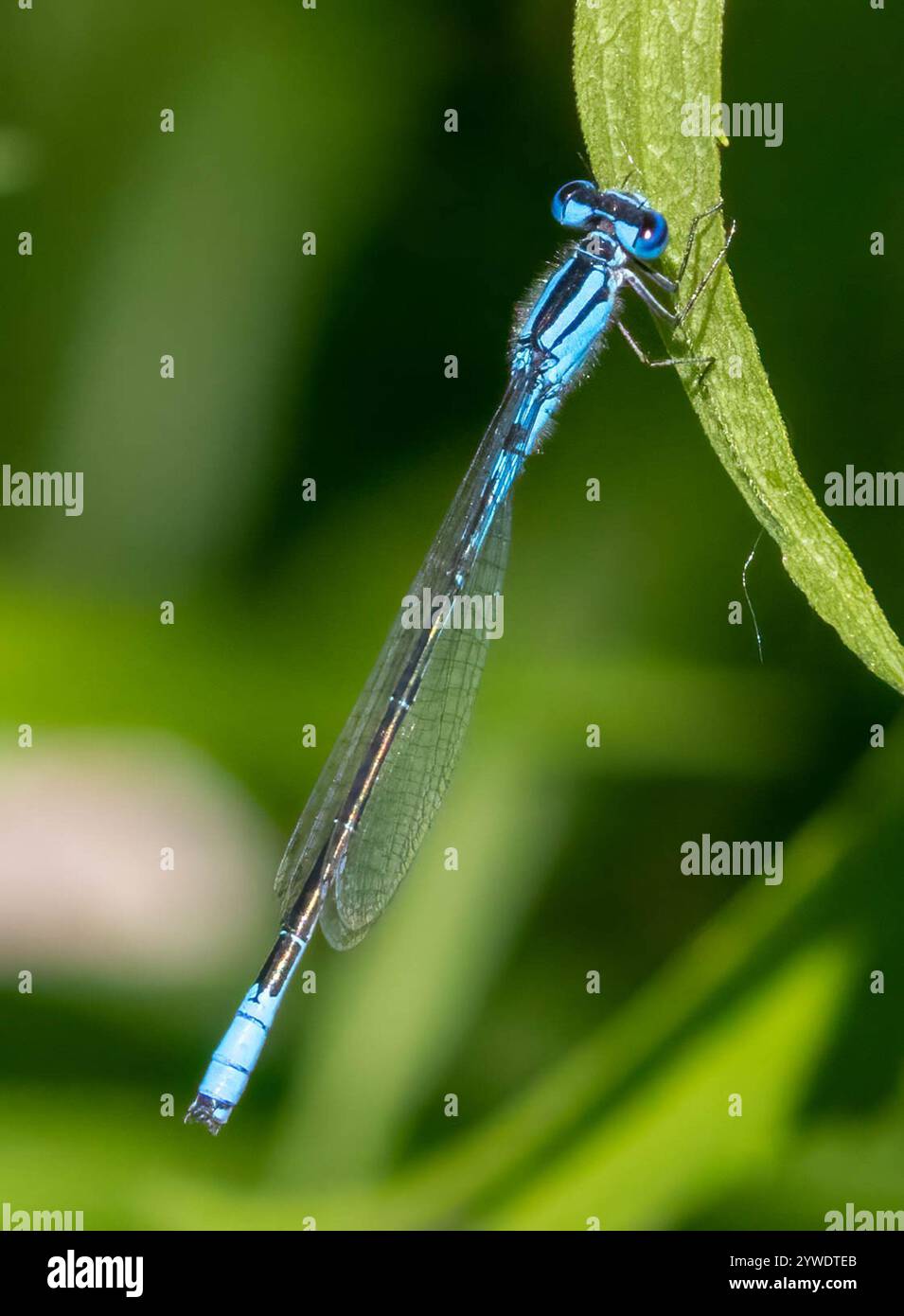 Azure Bluet (Enallagma aspersum Stock Photo - Alamy
