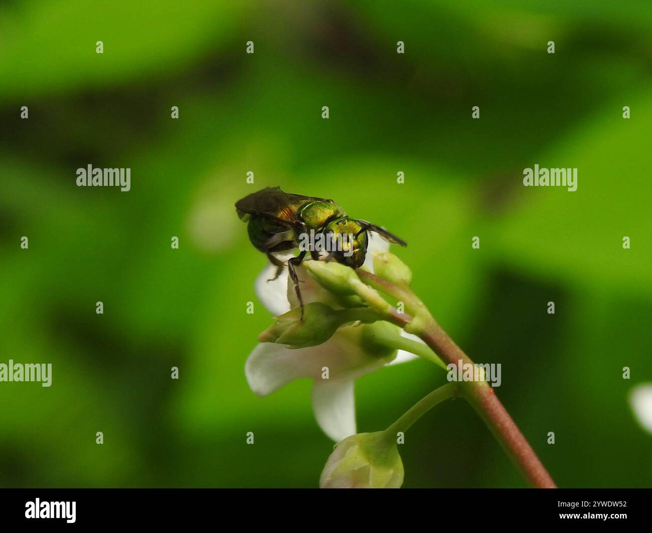 Pure Green Sweat bee (Augochlora pura) Stock Photo