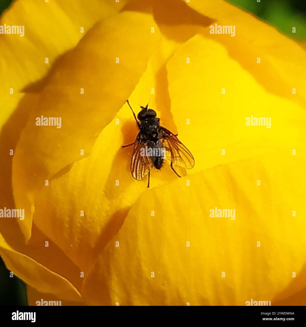 Root Magnotta Insect Root-maggot Flies (Anthomyiidae Stock Photo - Alamy