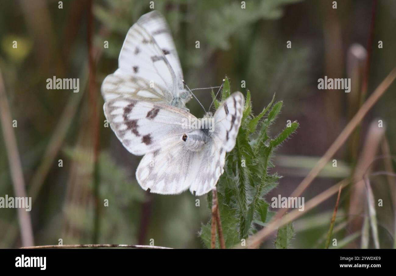 Western White (Pontia occidentalis Stock Photo - Alamy