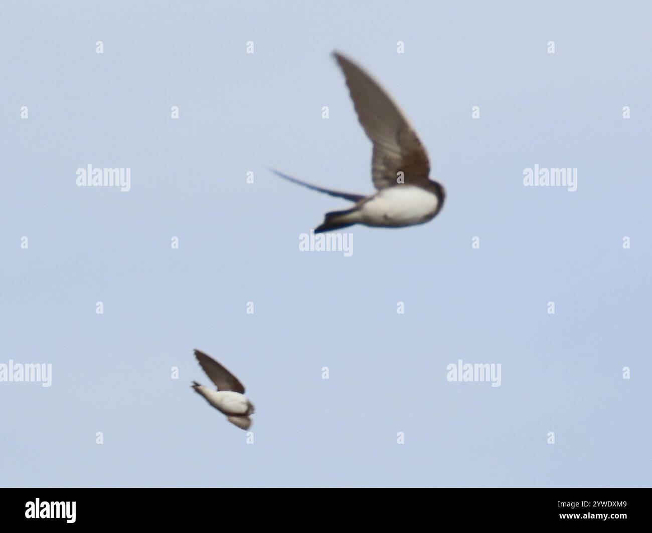 Bank Swallow (Riparia riparia Stock Photo - Alamy
