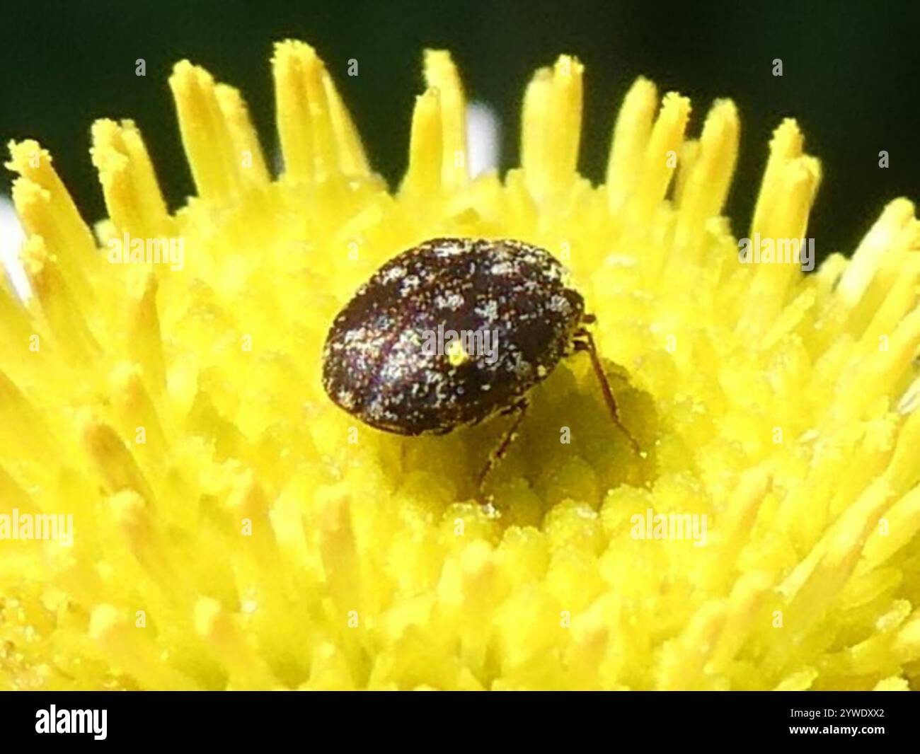Skin Beetles (Dermestidae Stock Photo - Alamy