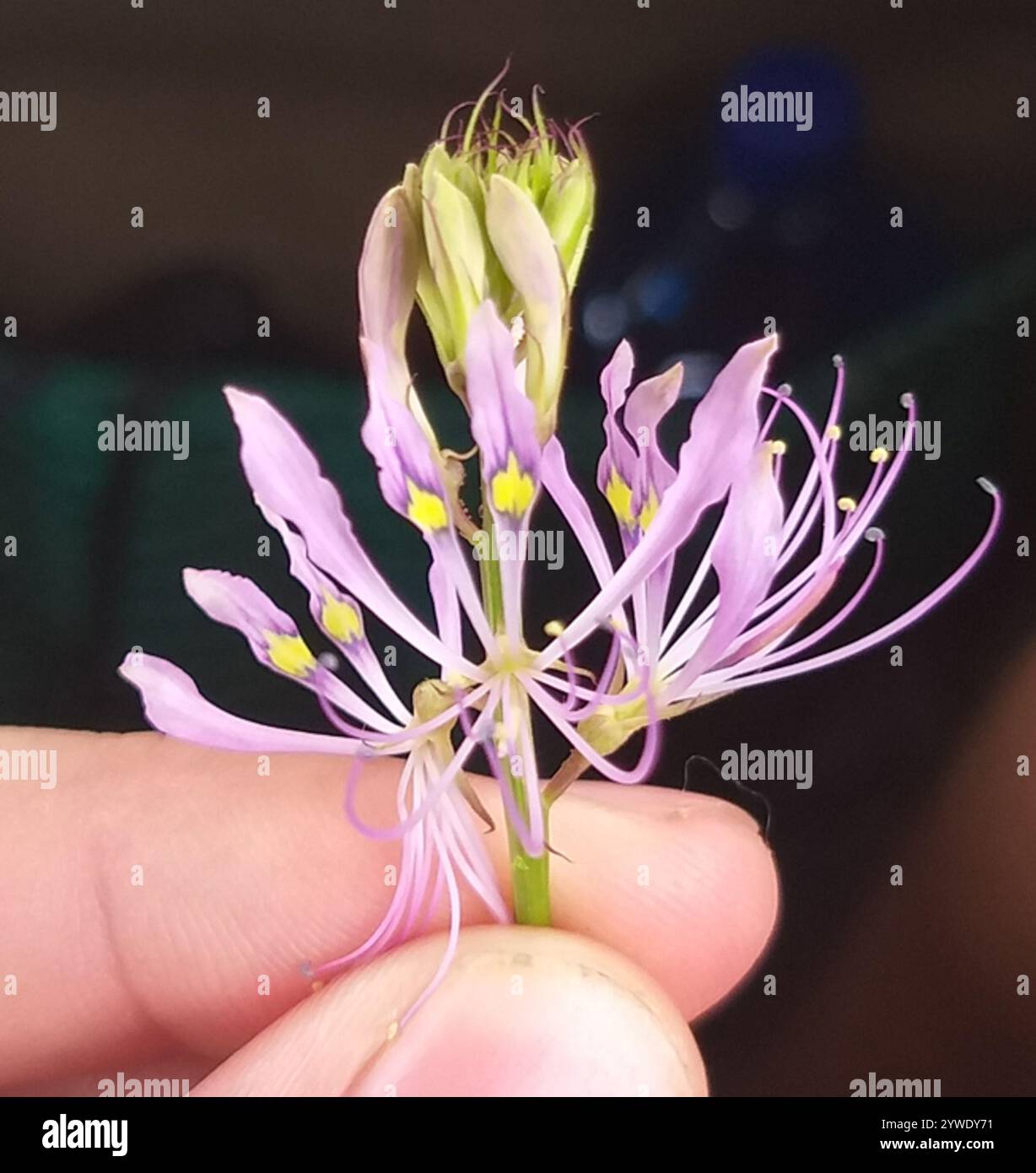 Spider flowers (Cleome Stock Photo - Alamy