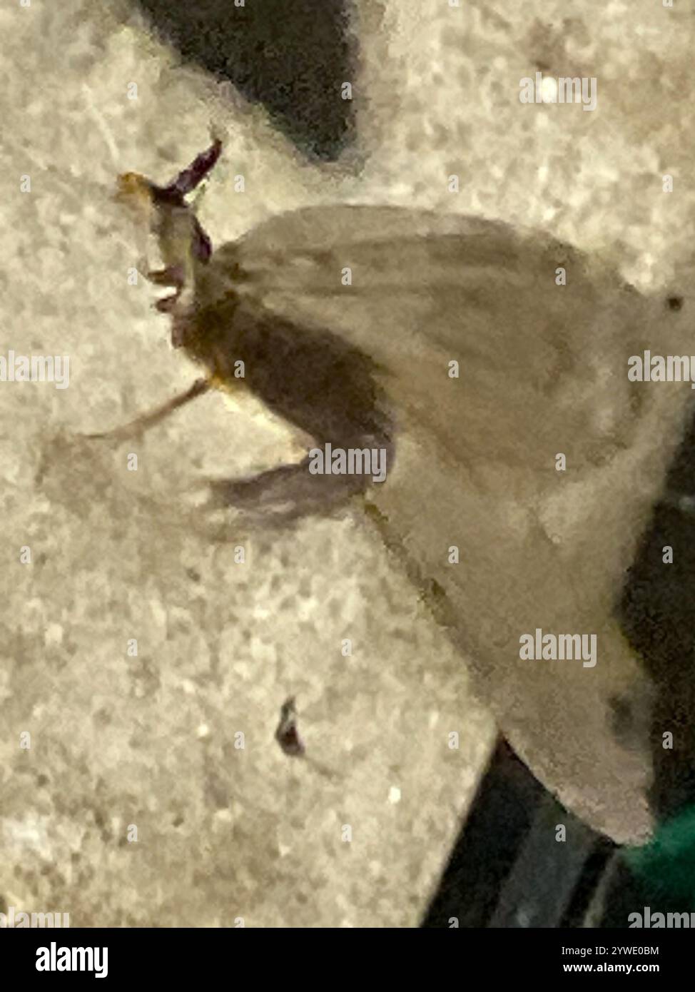 Summer Fishfly (Chauliodes pectinicornis Stock Photo - Alamy