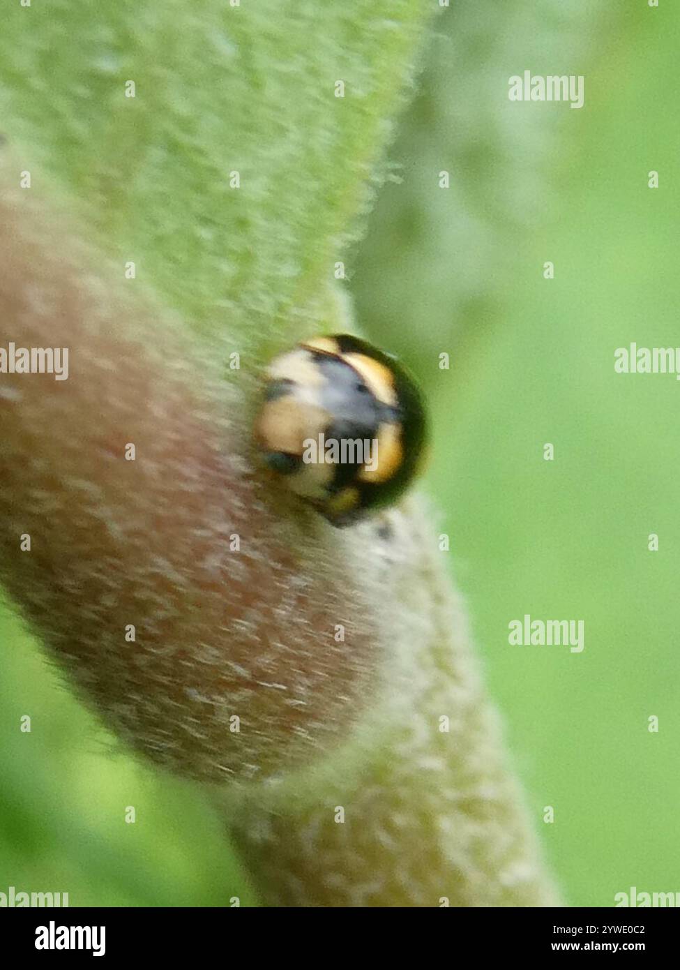 Ursine Spurleg Lady Beetle (Brachiacantha ursina Stock Photo Alamy