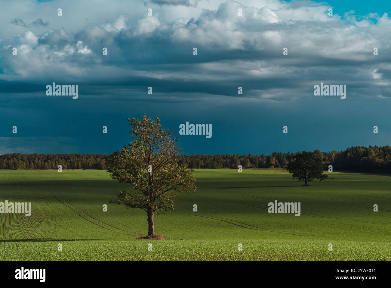 Tree on hill dramatic hi-res stock photography and images - Alamy
