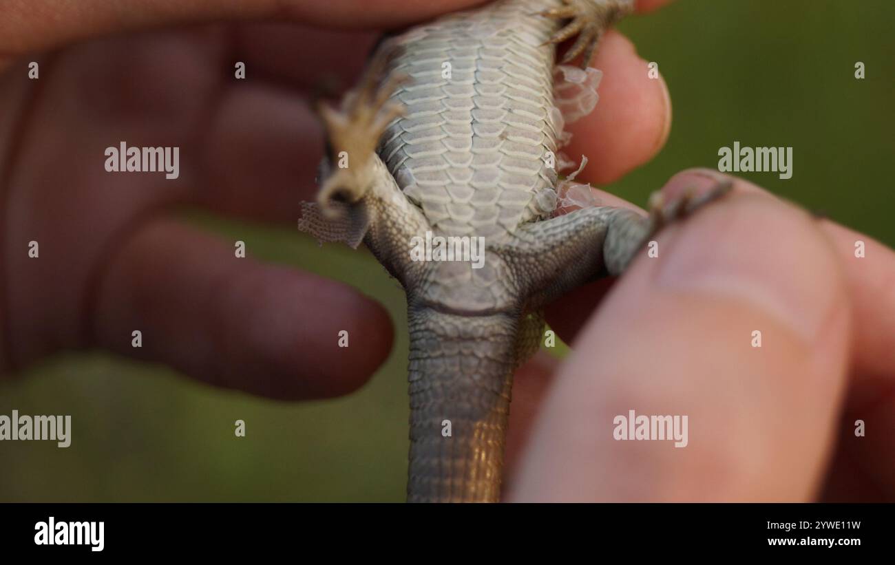 Sand Lizard (Lacerta agilis Stock Photo - Alamy