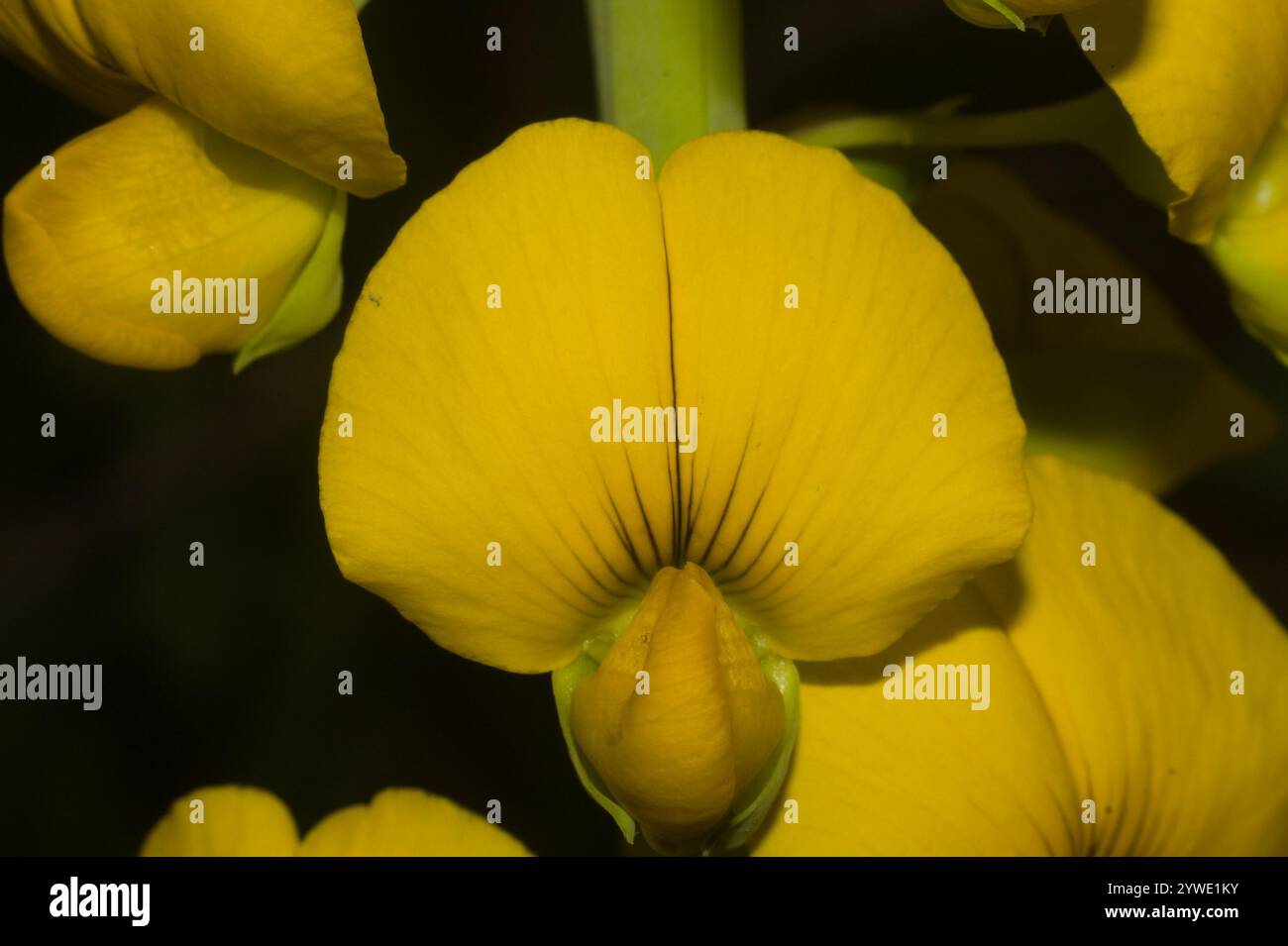 Crotalaria micans hi-res stock photography and images - Alamy