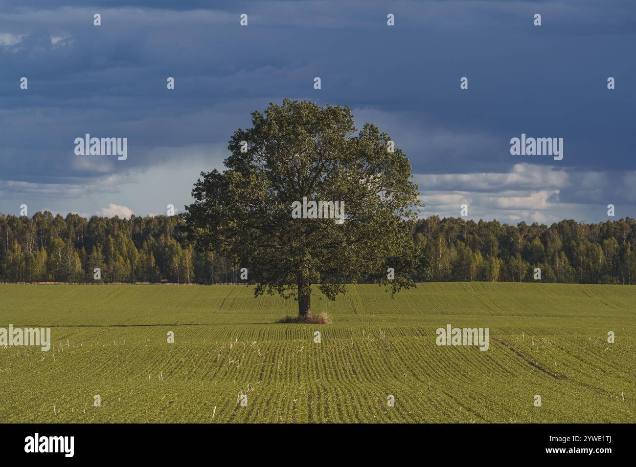 The beautiful green hi-res stock photography and images - Alamy