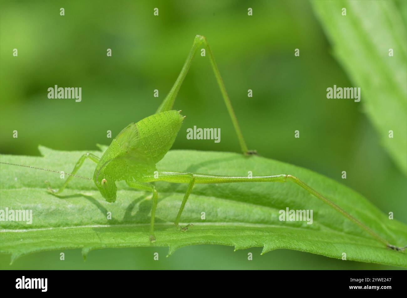 Oblong-winged Katydid (Amblycorypha oblongifolia Stock Photo - Alamy