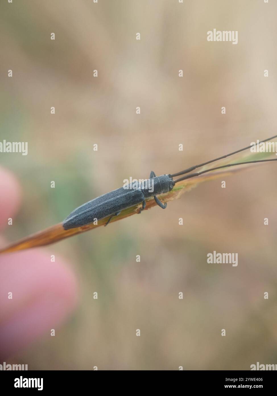 Filum hi-res stock photography and images - Alamy