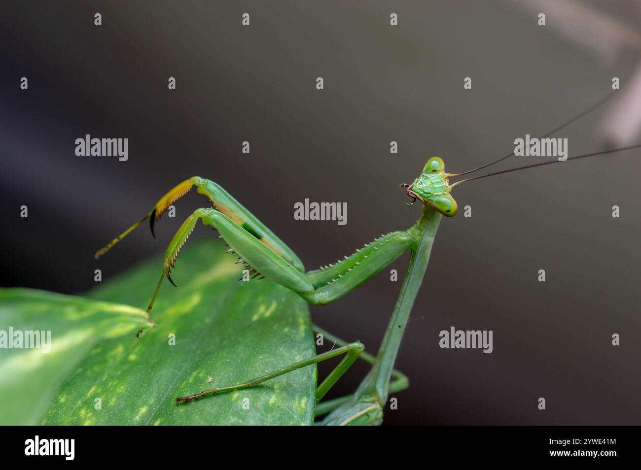 (Stagmatoptera pia) Stock Photo