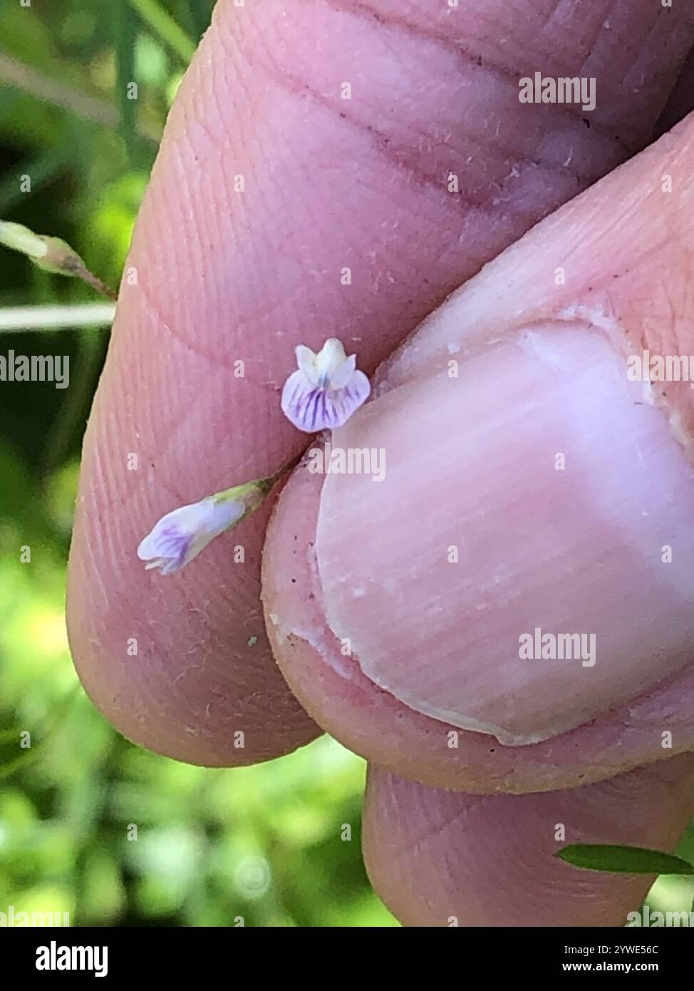 Smooth Tare Vicia Tetrasperma Stock Photo Alamy smooth-tare-vicia-tetrasperma-stock-photo-alamy