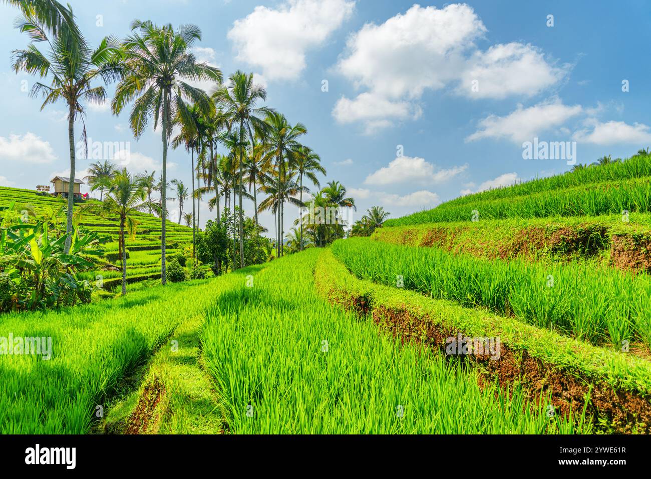 Awesome view scenic rice terraces hi-res stock photography and images ...