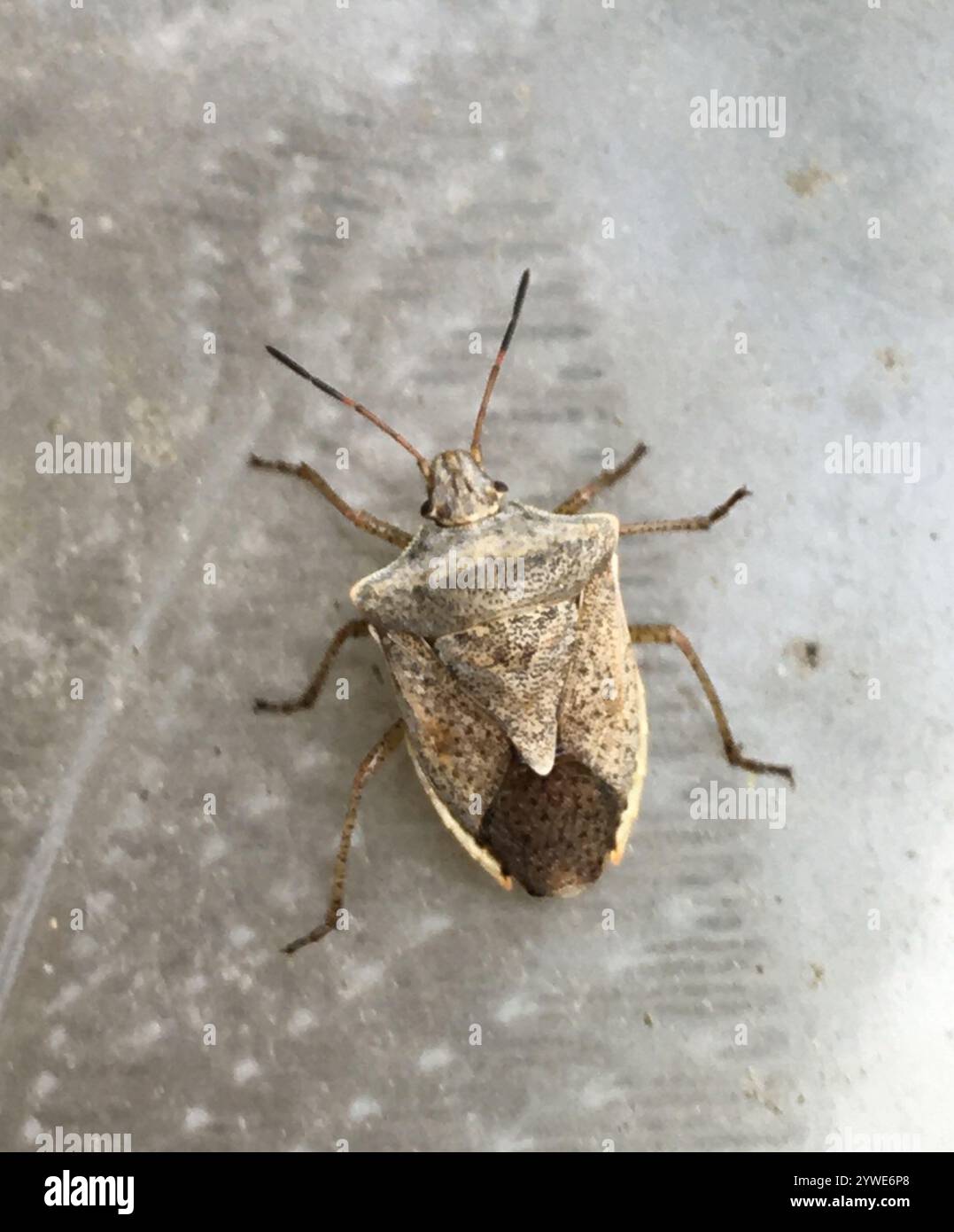 Brown Stink Bugs (Euschistus Stock Photo - Alamy