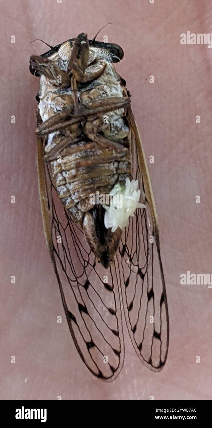 Little mesquite cicada (Pacarina puella Stock Photo - Alamy